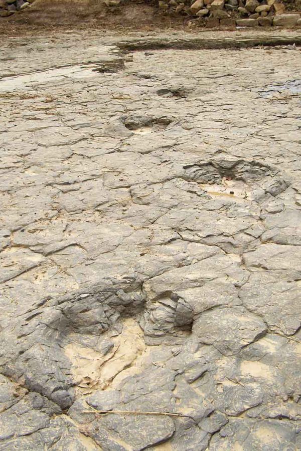 Dinosours-Morocco-Travel Dinosours-Morocco-Travel
