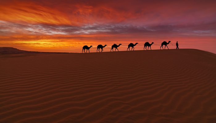 Camel caravan in the desert on a sand dune at sunset. Arid landscape of the Sahara desert