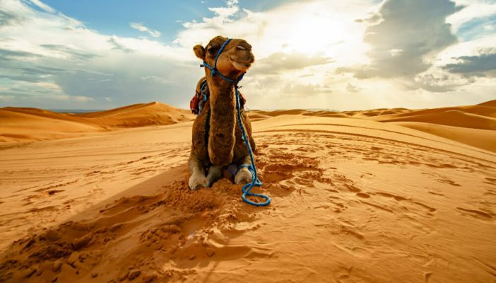 9 days tour from Casablanca (4)