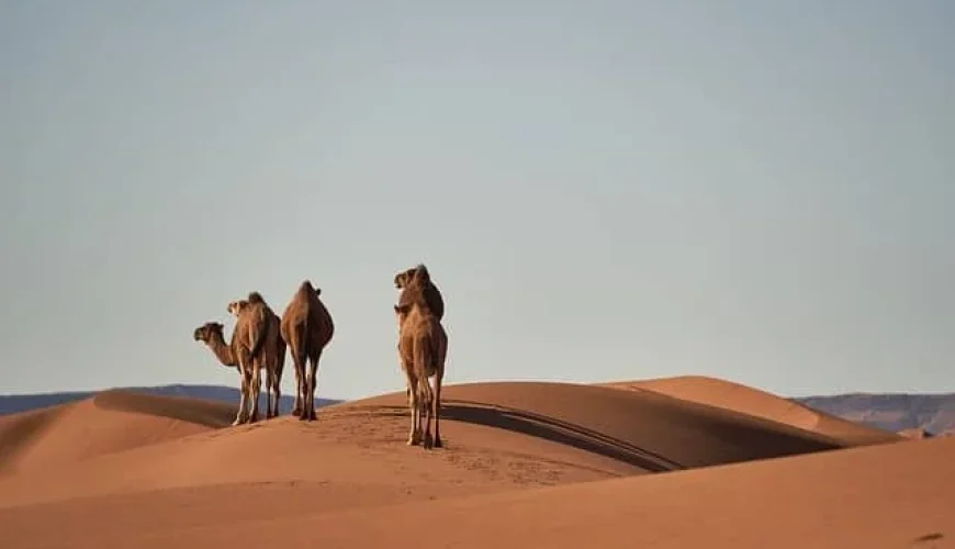 Eco-Tourism in Morocco