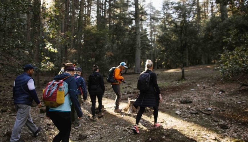 Exploring Morocco’s Secret Forests: A Journey Through Hidden Woodlands