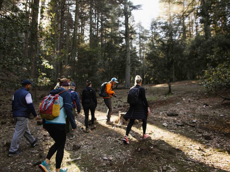 Exploring Morocco’s Secret Forests: A Journey Through Hidden Woodlands
